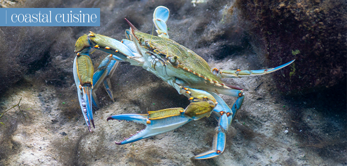 Coastal Cuisine – Gulf Coast Blue Crab